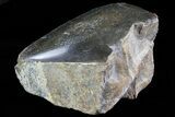 Polished Dinosaur Bone (Gembone) Section - Colorado #73042-3